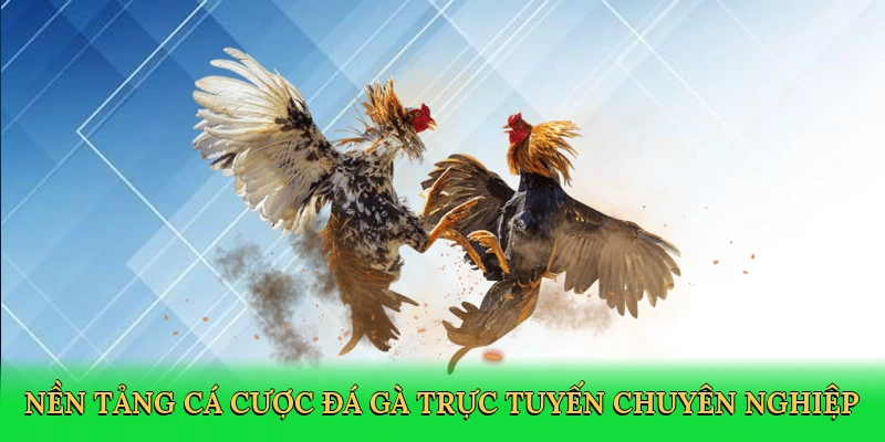 Nền tảng cá cược đá gà trực tuyến chuyên nghiệp