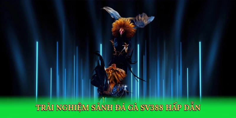 Trải nghiệm Sảnh đá gà sv388 hấp dẫn