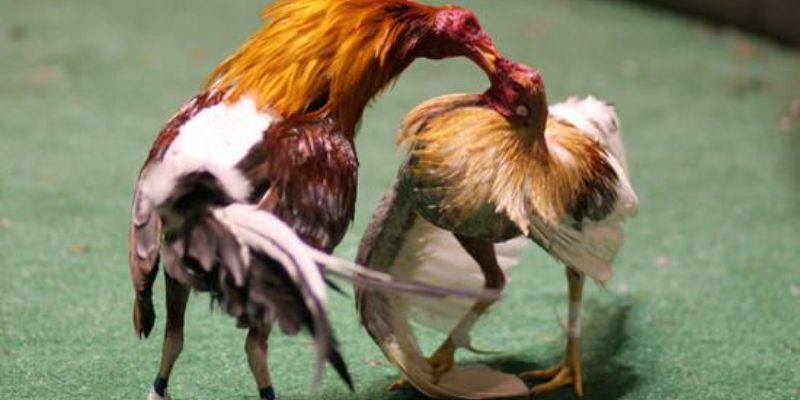 Chiến thuật đá gà bất bại