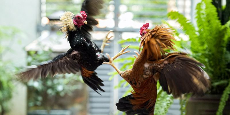 Đá gà cựa sắt VIC88