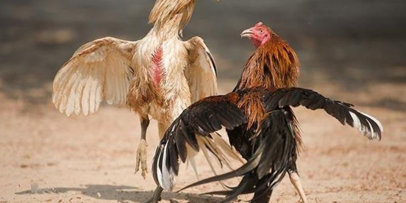 Những điểm quan trọng khi đá gà VIC88