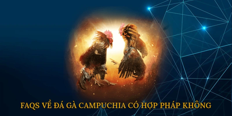 FAQs về đá gà Campuchia có hợp pháp không